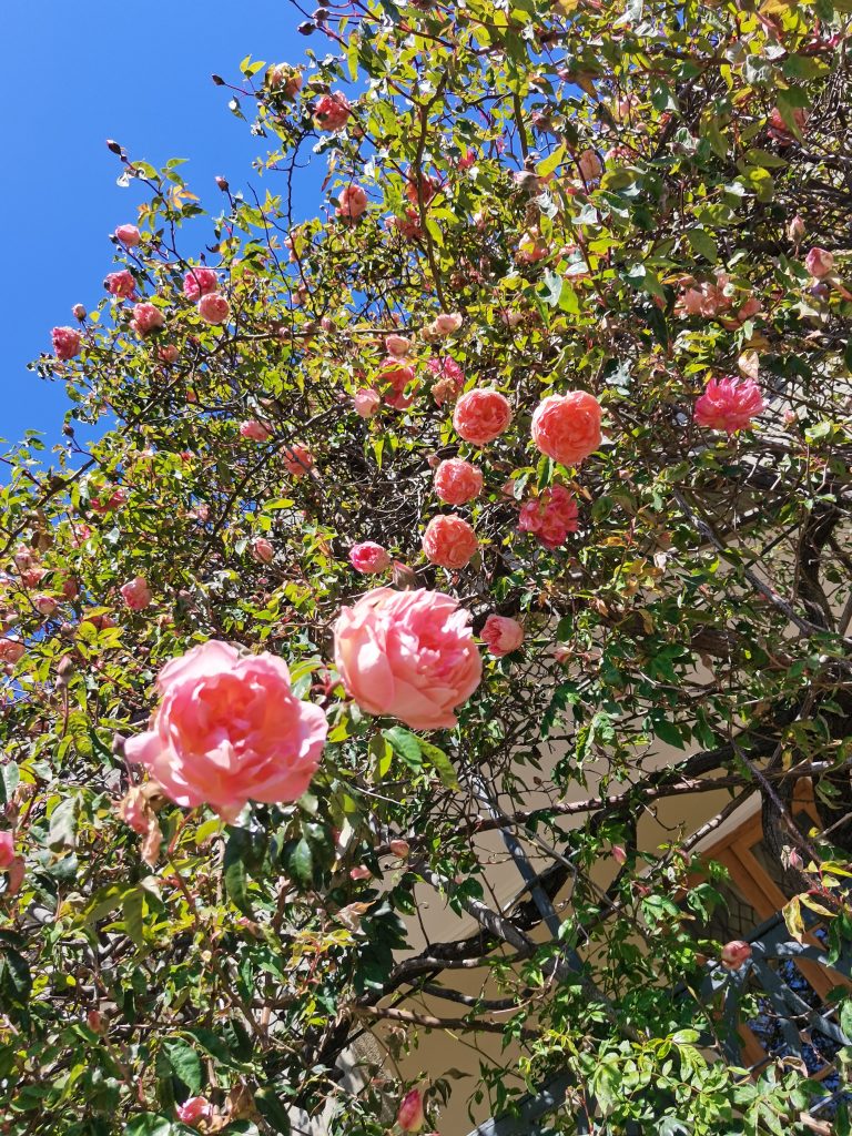 23 апреля состоится лекция-экскурсия посвященную раноцветущим старинным розам Алупкинского парка