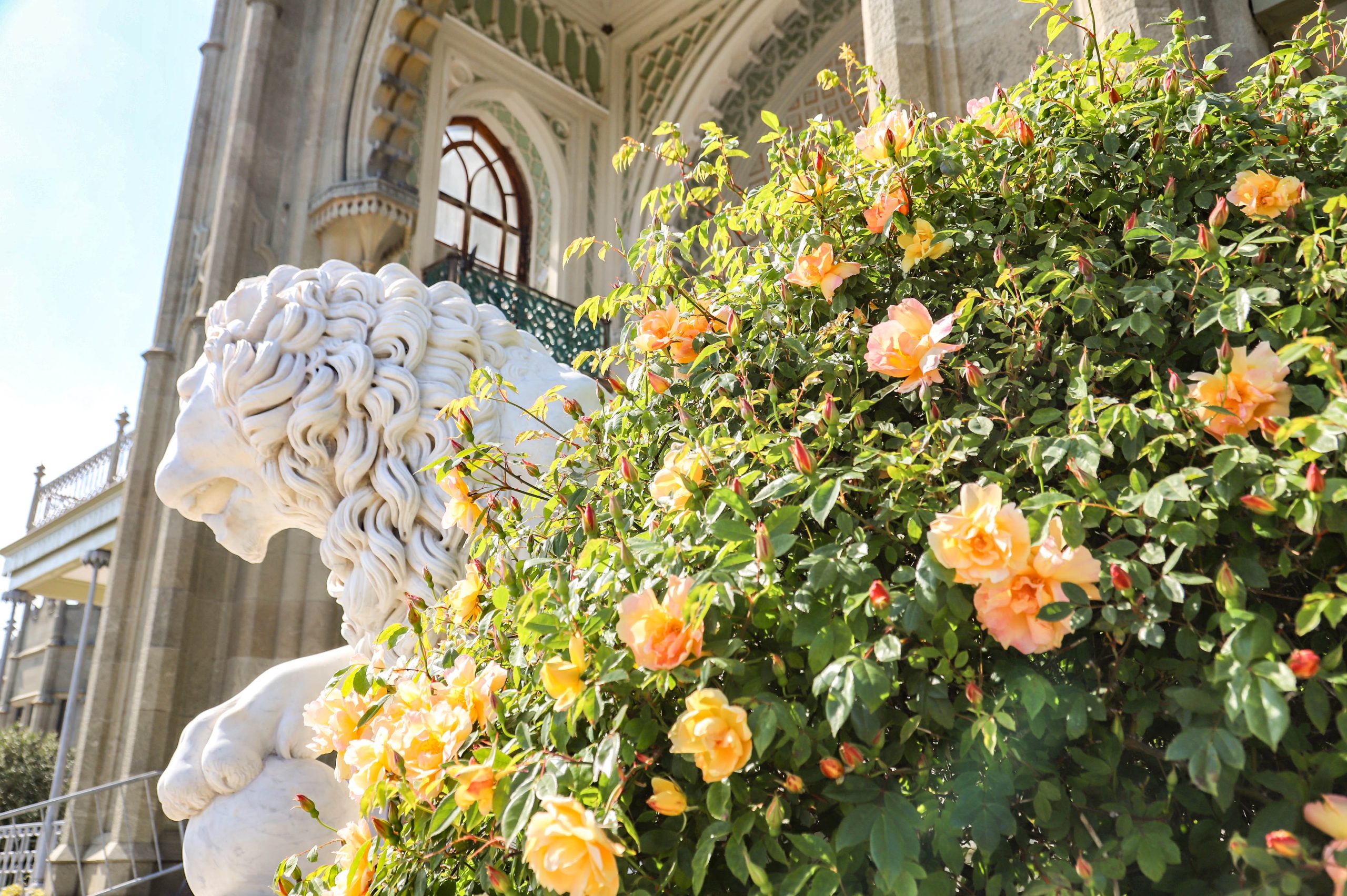 Подробнее о статье Состоялась лекция-экскурсия посвященную раноцветущим старинным розам Алупкинского парка