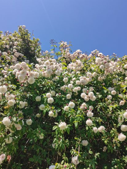 В Алупкинском парке цветет роскошная старинная роза ‘Felicite et Perpetue’